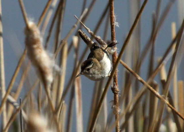 Marsh Wren