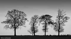 yet more trees