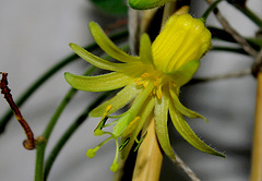 Passiflora citrina (2)