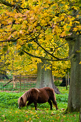 Autumn Ponies (1)
