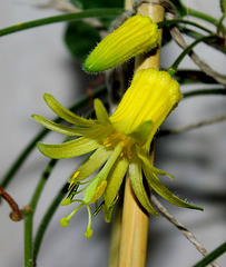 Passiflora citrina (4)