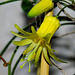 Passiflora citrina (4)
