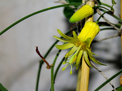 Passiflora citrina (5)