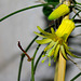 Passiflora citrina (5)