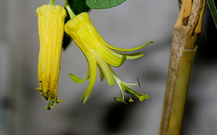Passiflora citrina (6)