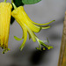 Passiflora citrina (6)