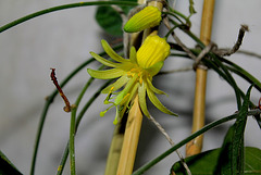 Passiflora citrina (3)