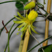 Passiflora citrina (3)