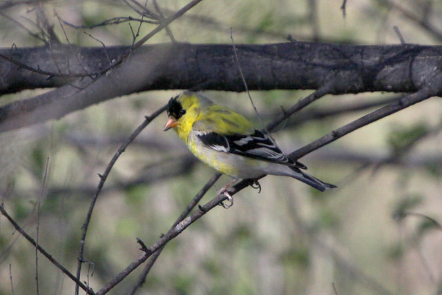 American Goldfinch