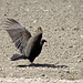 Turkey Vulture