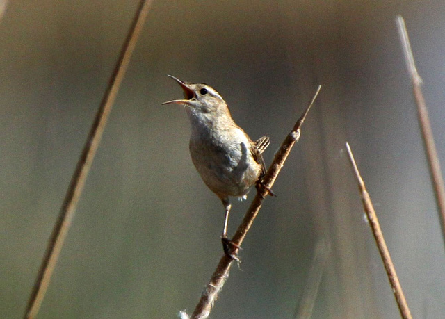 Marsh Wren