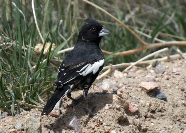 Lark Bunting