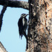 Williamson's Sapsucker (Male)