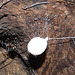 Cave Spider with Egg Sac