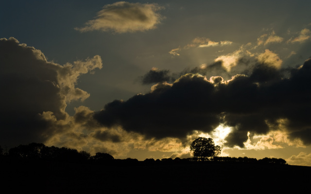 Tree: contre jour