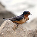 Barn Swallow