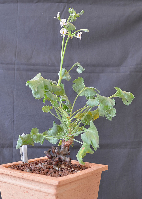 Pelargonium mirabile DSC 0001