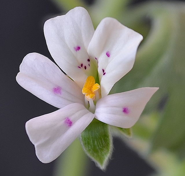 Pelargonium mirabile DSC 0005