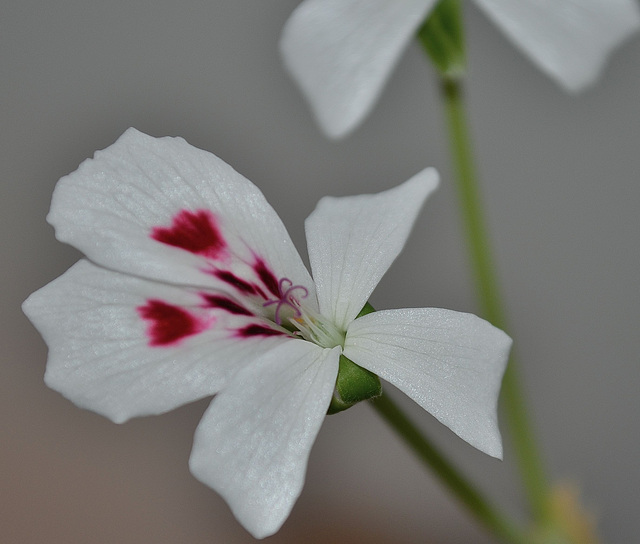 Pelargonium carnosum DSC 0007