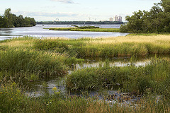 A Marsh by the Lachine Rapids