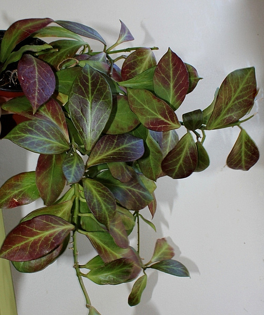 Hoya obscura