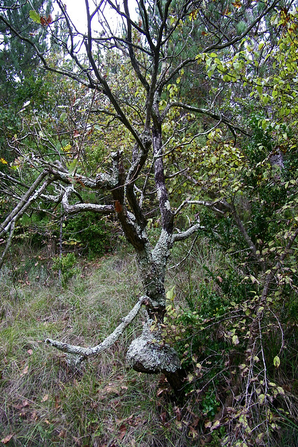 Drôle d'arbre