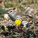 Juvenile Chipping Sparrow