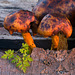 Fungi (3)