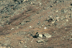 Day 13: Dall Sheep (best shot)