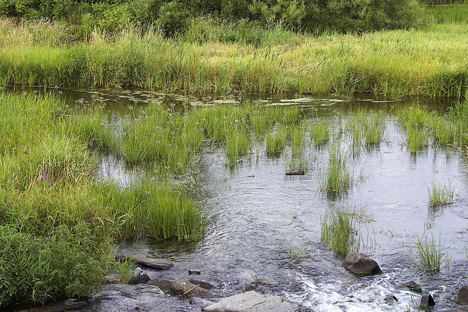 A Pool by the Lachine Rapids