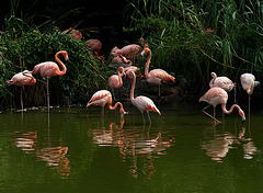 Les flamants roses...