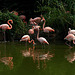 Les flamants roses...