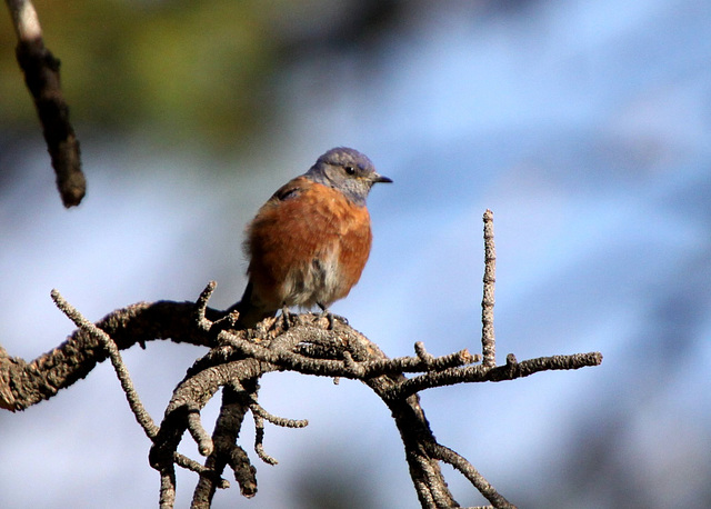 Western Bluebird