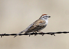 Chipping Sparrow