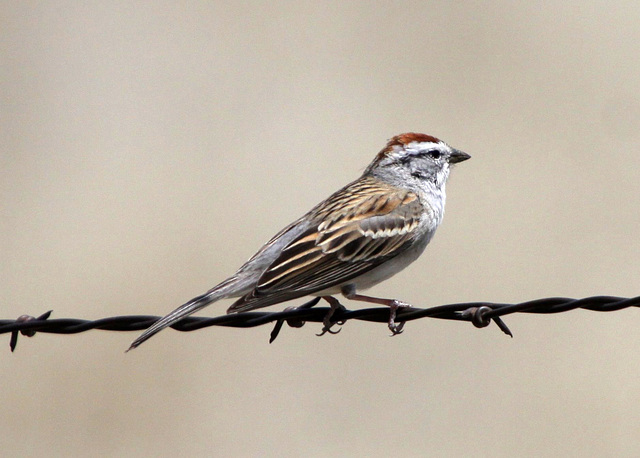 Chipping Sparrow