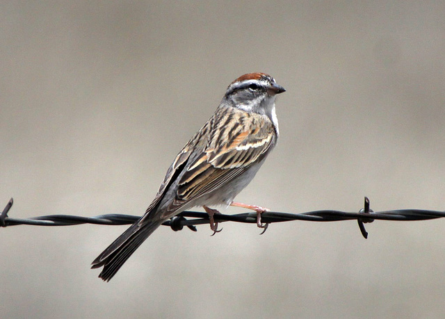 Chipping Sparrow