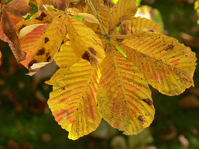 herbstliches Kastanienblatt