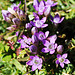 Alpenblume Kranzenzian