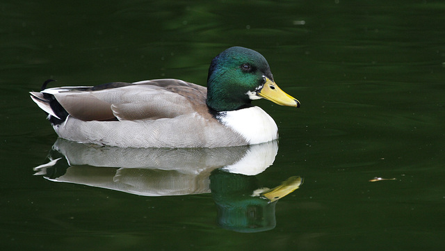 Col blanc col vert