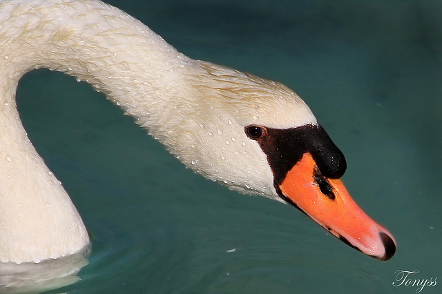 cisne