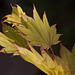 20120609 0569RAw [D~LIP] Gold-Ahorn (Acer shiras 'Aureum'), Bad Salzuflen