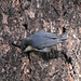 Pygmy Nuthatch