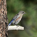 Juvenile Western Bluebird