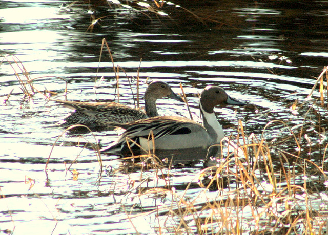 Day 13: Northern Pintail Pair