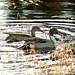 Day 13: Northern Pintail Pair