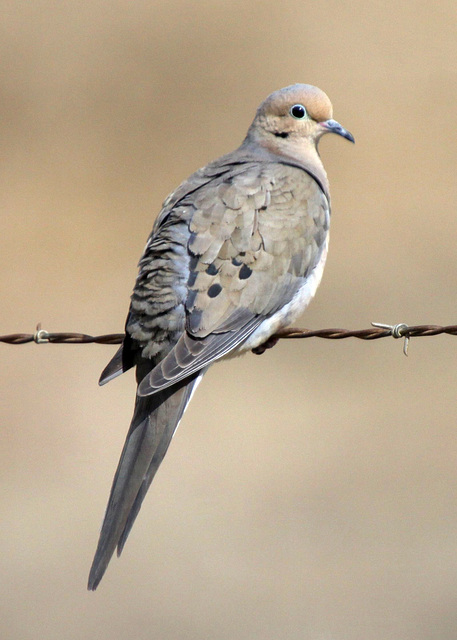 Mourning Dove