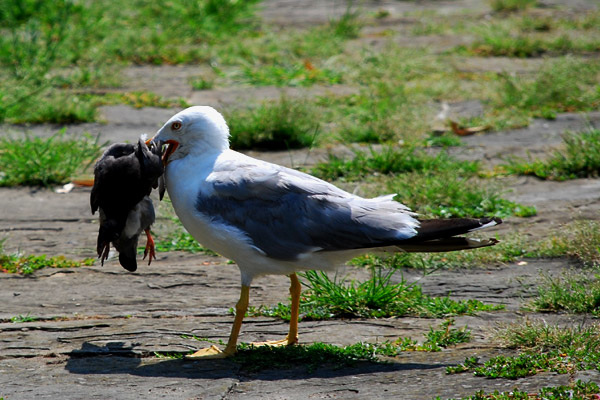 Death of a pigeon 1