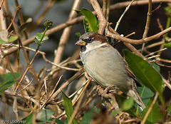 sparrow