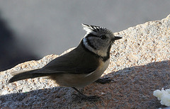 Mésange huppée