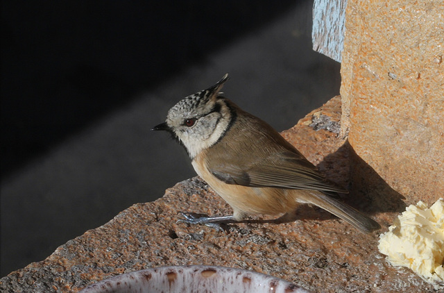 Mésange huppée